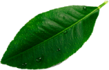 leave__0003_Layer-8.png leave__0003_Layer-8.png